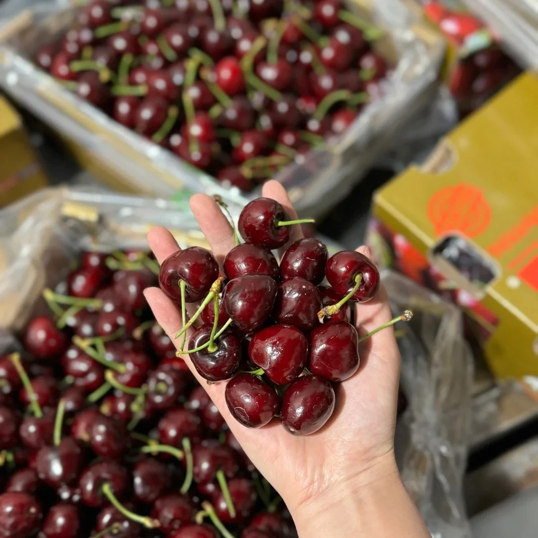 智利海运桑提娜JJD车厘子一件5斤装桑提娜智利