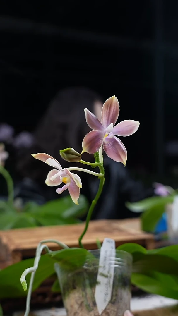 完全开放001 双花箭