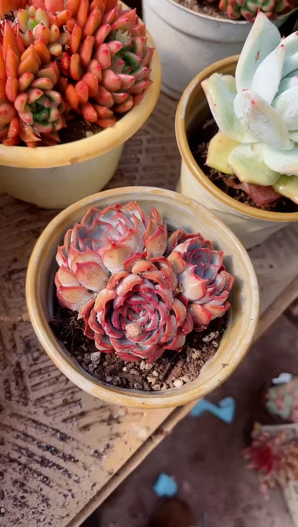 【闪购商品】23427