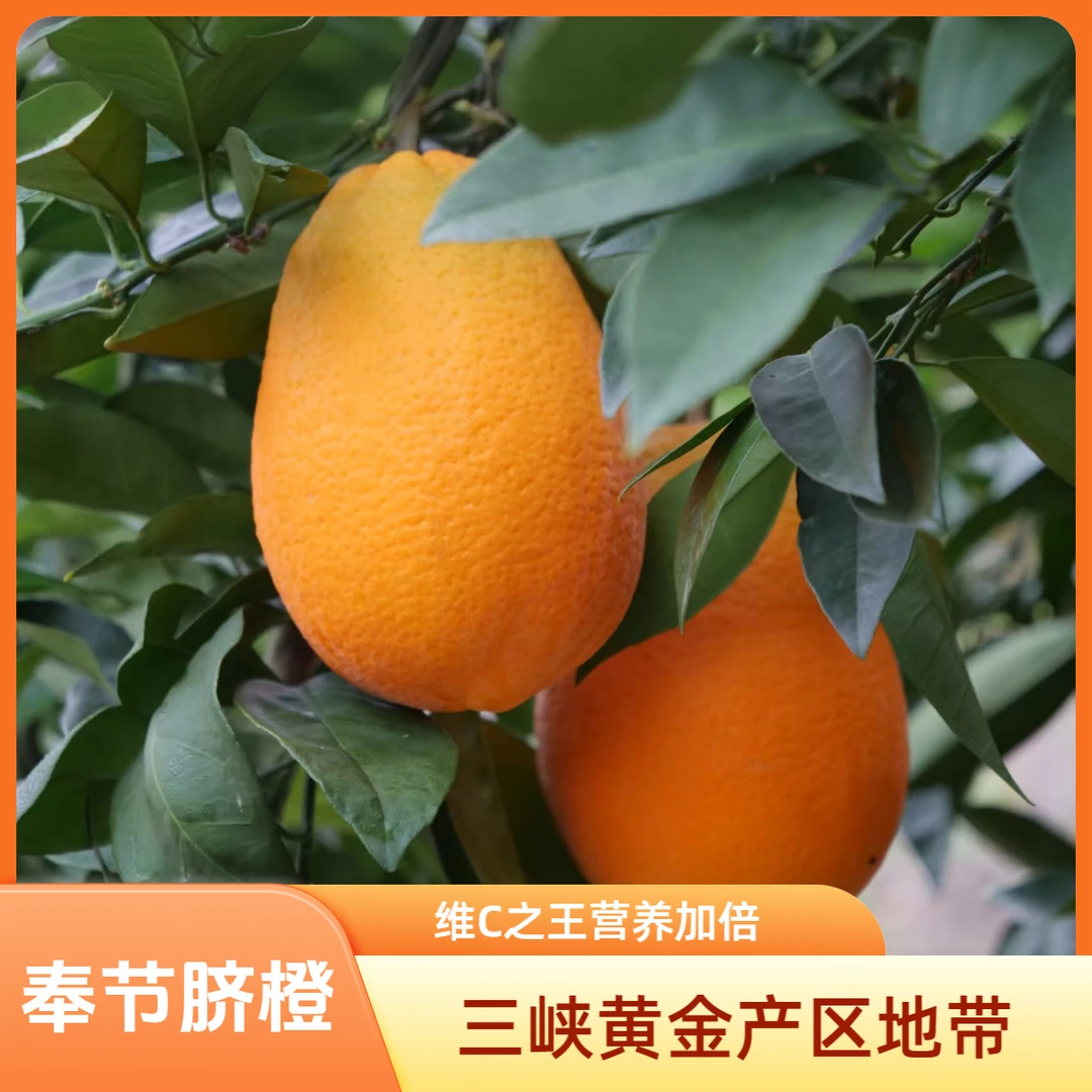 正宗奉节脐橙纽荷尔 现摘现发 三峡黄金产带爆汁甜橙 产地直发