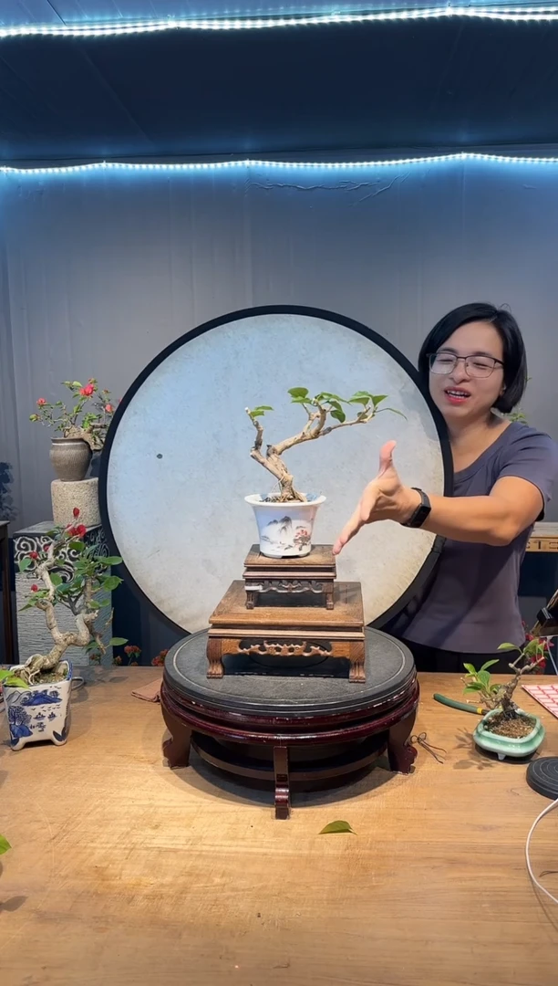 大*爷三角梅绿叶樱花