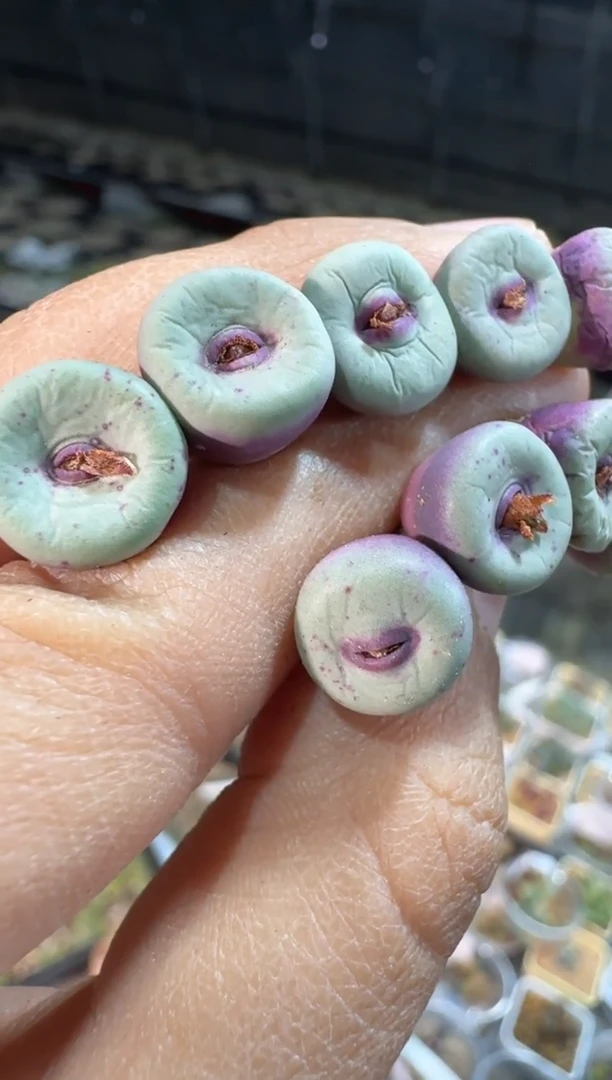 【天津专属】27多肉植物肉锥红嘴BY4338.3一颗