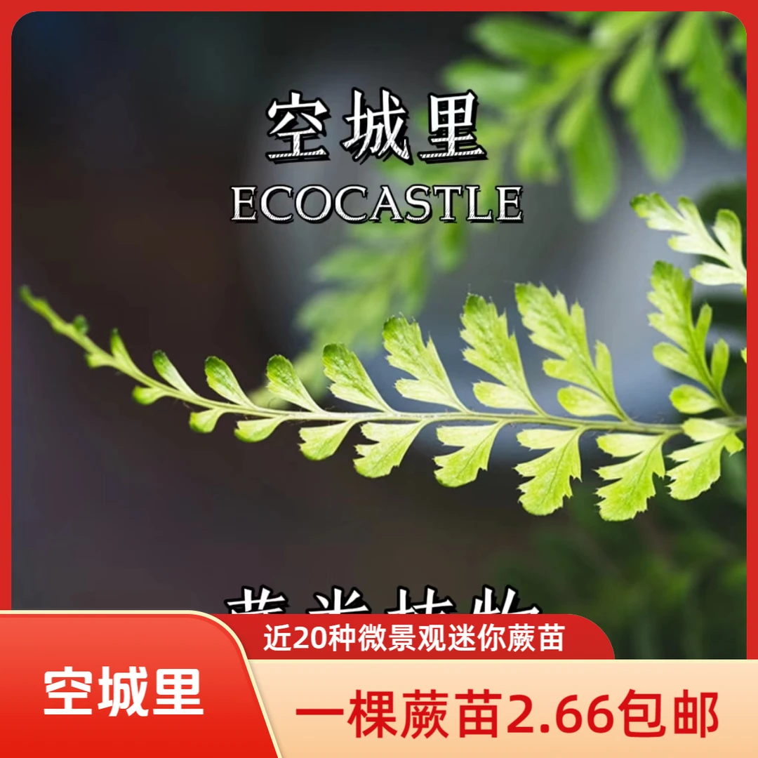 「空城里」微景观吸水石植物蕨类铁线蕨苗马耳蕨狼尾蕨鸟巢蕨心愿蕨