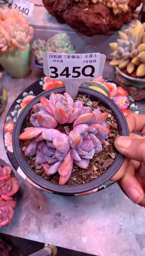 石榴籽星影345Q（一物一拍，精品多肉，所见即所得 ）