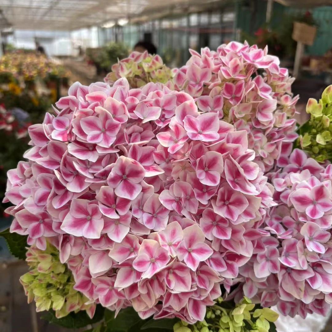 屋檐的花园 卡米拉大花绣花苗 庭院阳台 耐热耐寒