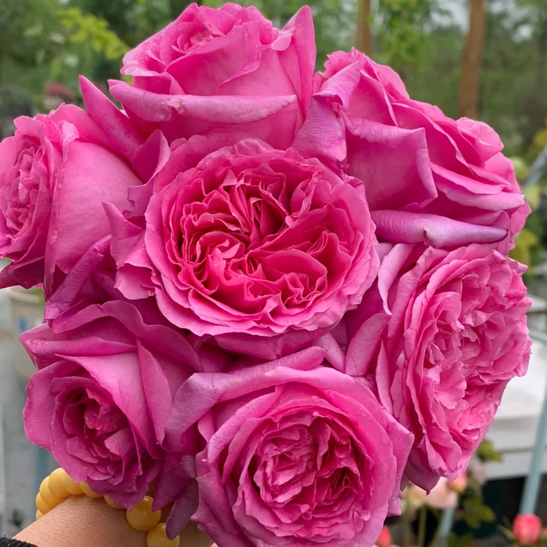 （特拉方特）五加仑大盆根接月季玫瑰花风花勤花长势快复花快易养活