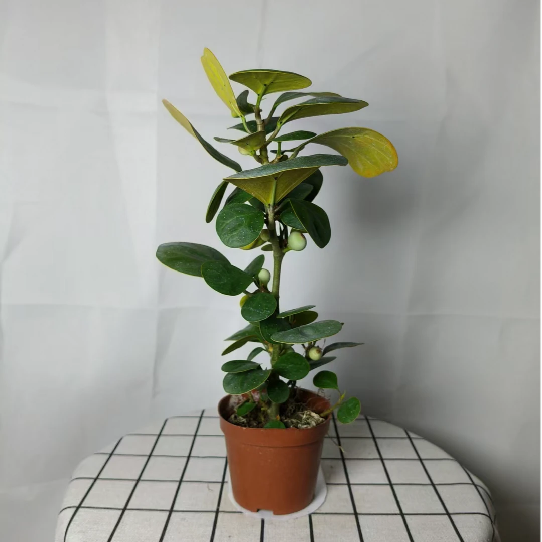 【菩提树盆栽】智慧树带果盆景客厅吉祥好寓意室内绿植摆件办公室