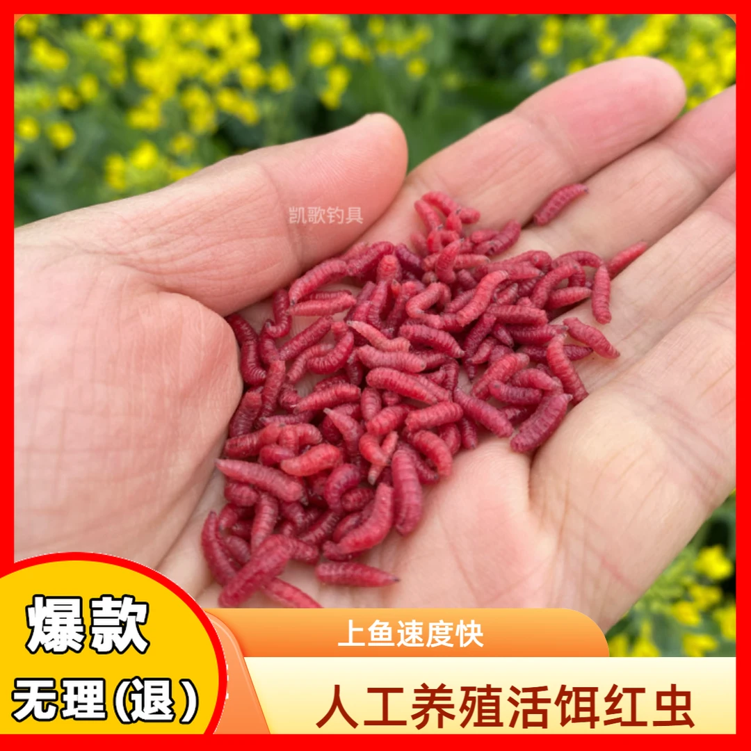 户外钓鱼人工养殖红蛆虫活饵鱼饵野钓鲫鱼饵料溪流钓石斑马口白条