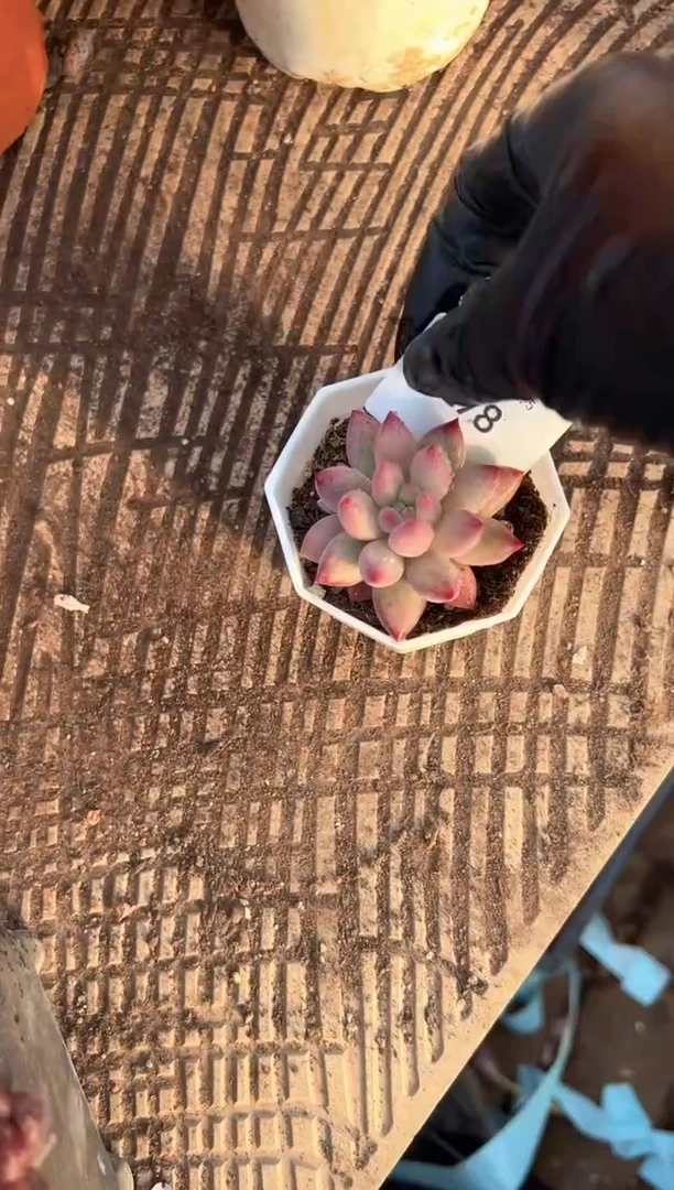 柚*子多肉植物一物一拍05278