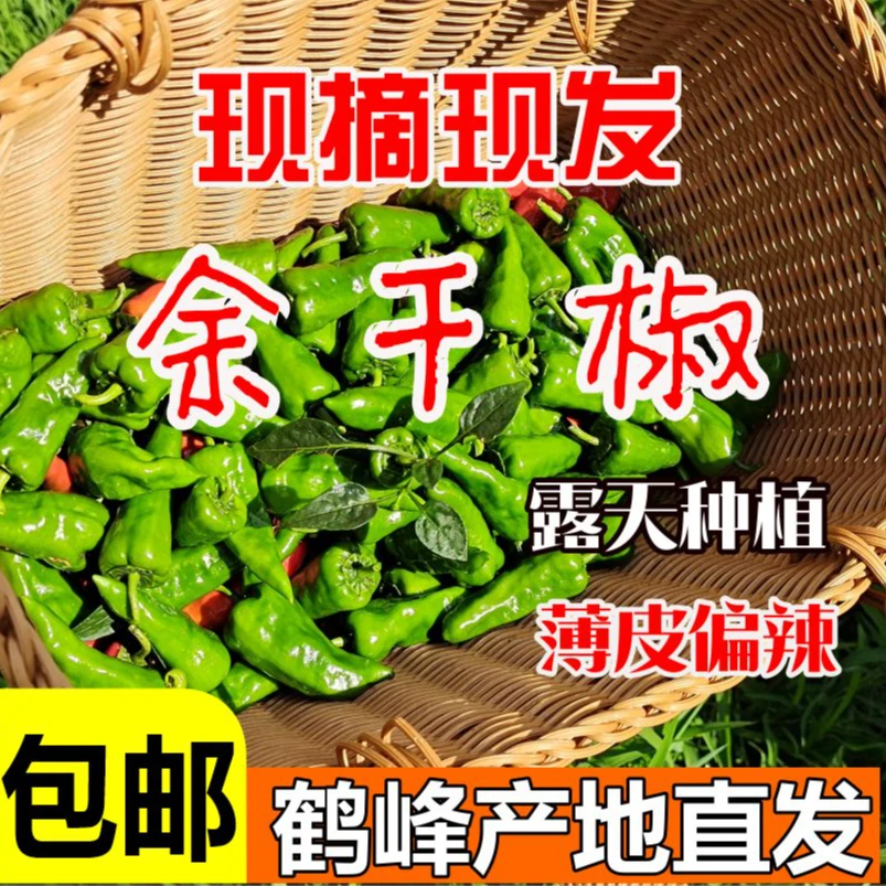 新鲜采摘薄皮辣椒产地直供软香美味炒菜佳选余干椒