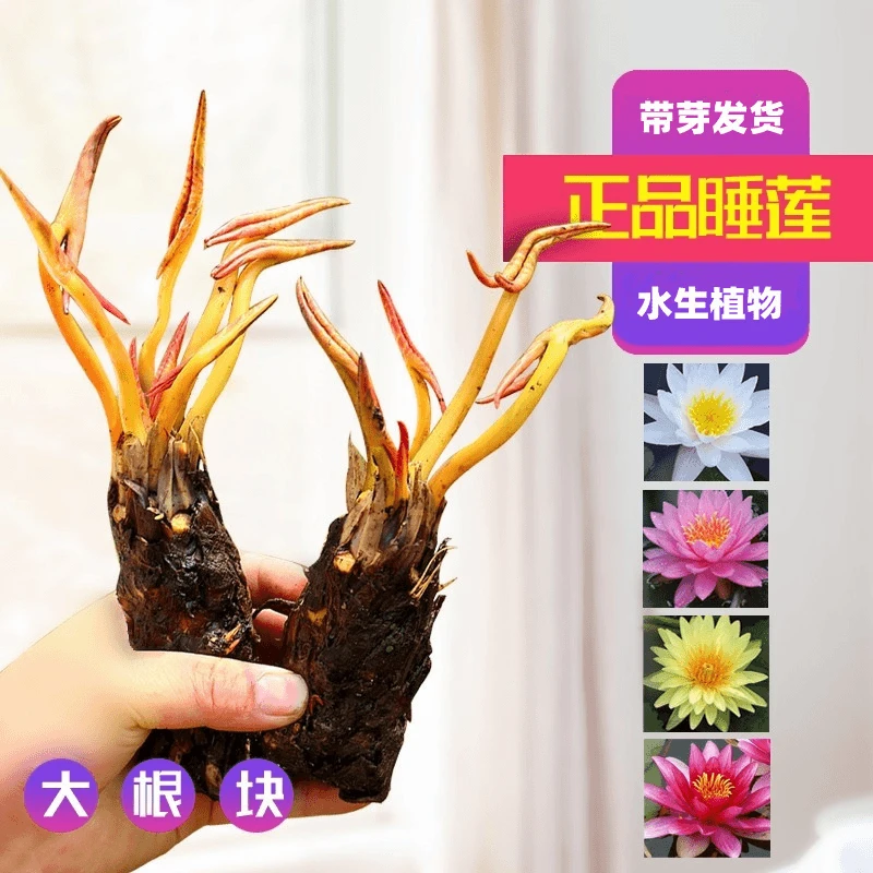 【带花芽】香水睡莲根块四季盆栽浓香型花卉鱼缸莲花水培水养根茎