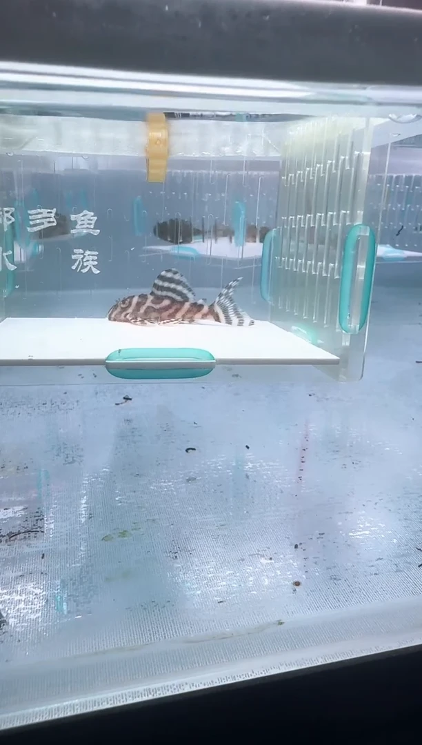 清道夫5+不包入缸损127