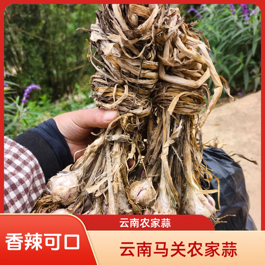 云南农家本地紫皮蒜头香辣饱满可用于辛辣调味