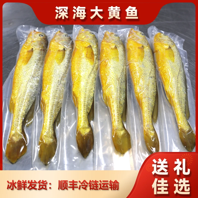 宁德深海大黄鱼，无土腥味无泥腥味，凌晨捕捞冰鲜发货顺丰包邮到家