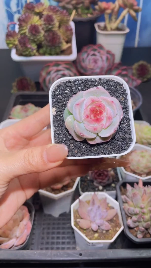 【闪购商品】158冰冰超爱多肉