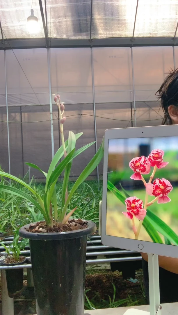 当前无花朵，栽培后可花朵凤舞九天3苗1花
