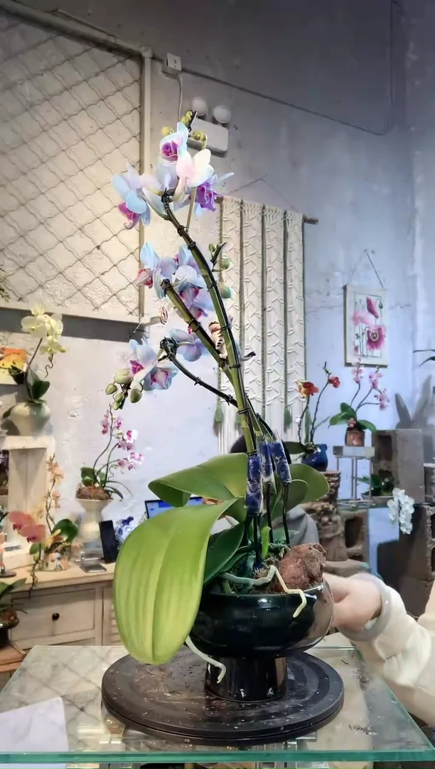 大部分花苞少量开放332蝴蝶兰一物一拍