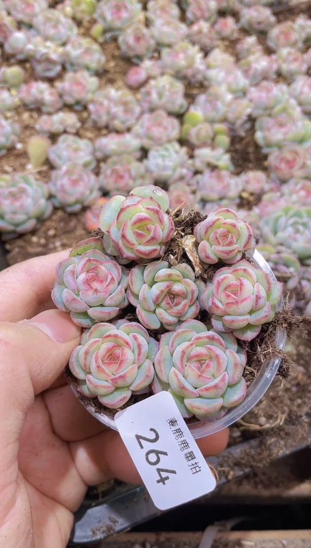 【闪购商品】264红甜心