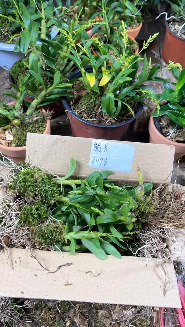 当前无花栽培后可以开花熊*三水闪购