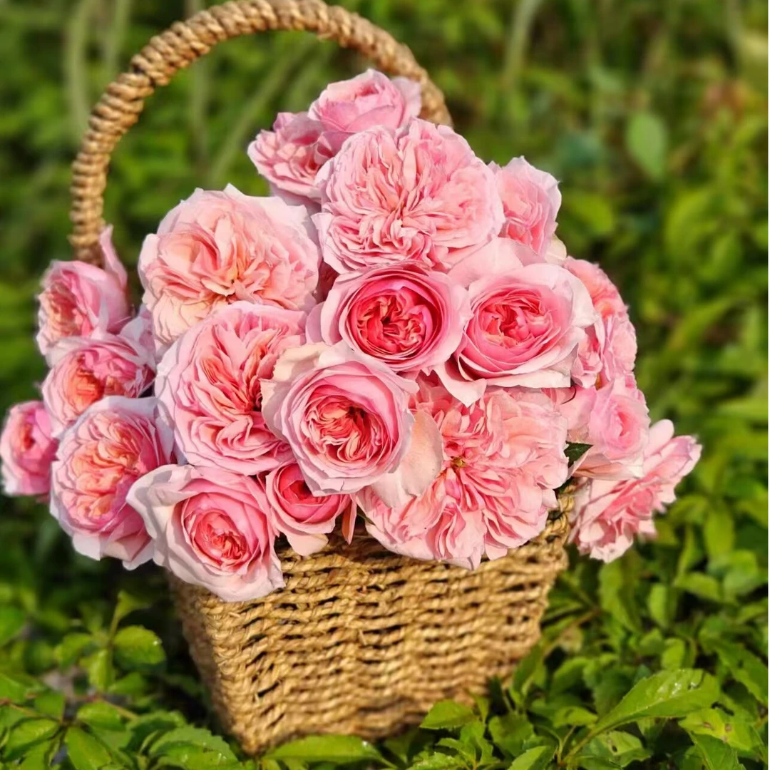 【3棵包邮】粉色朱丽叶/罗密欧月季朱丽叶芽变玫瑰花卉盆栽阳台多季