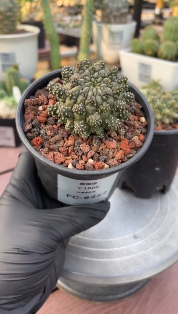 玲珑塔大戟FC-6222