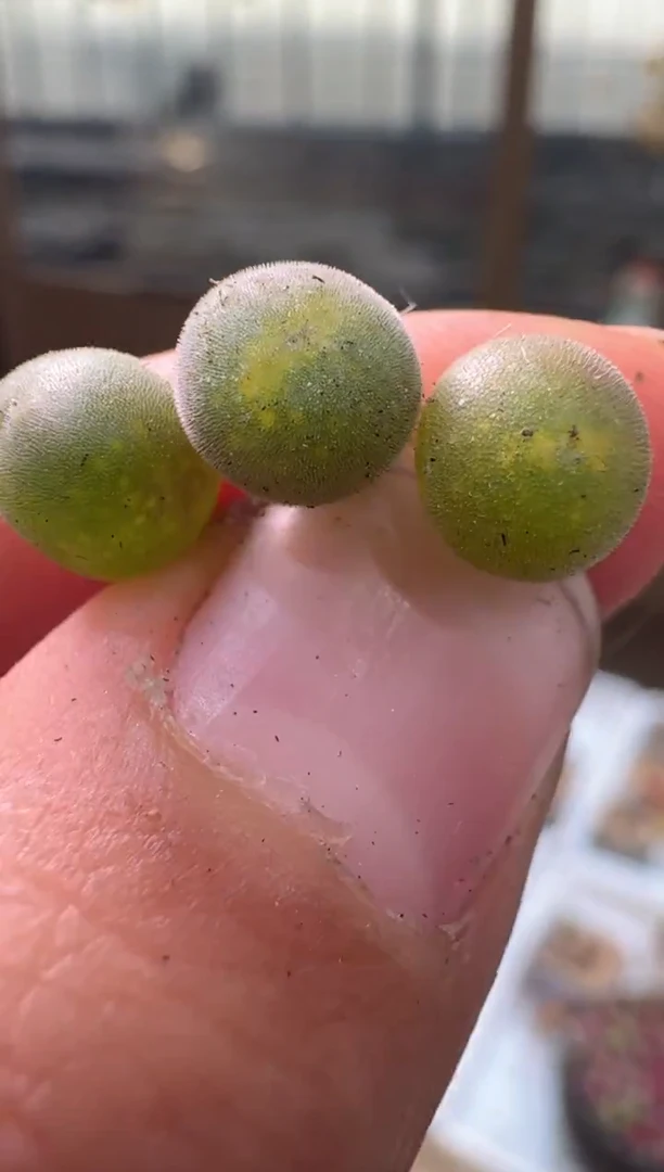 42多肉植物肉锥TS空蝉一颗