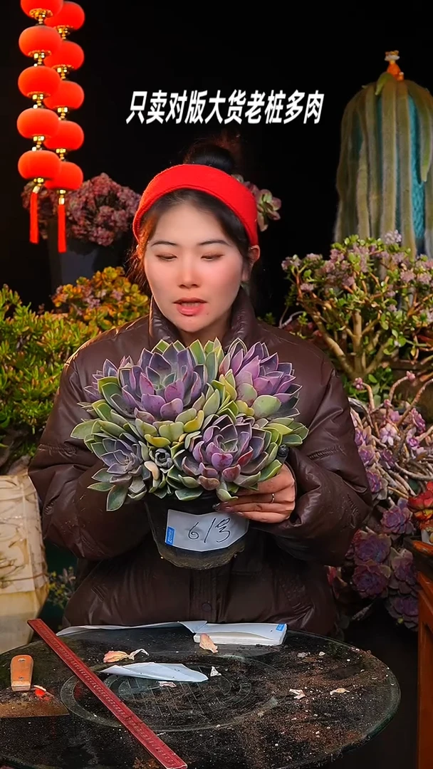 【闪购商品】群生琼斯紫气东来61号