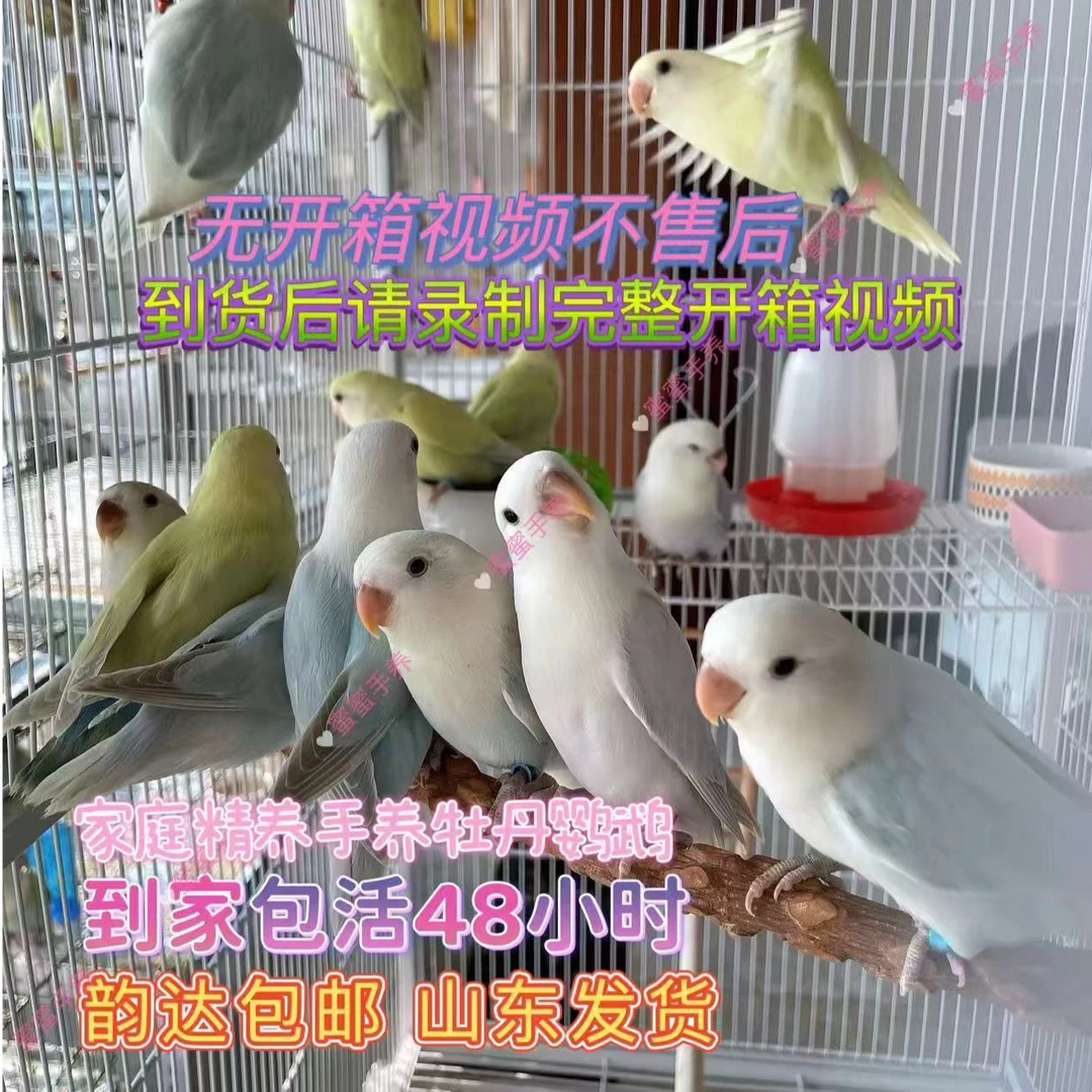 （直播间专拍）牡丹鹦鹉活体家庭精养手养宠物鸟类