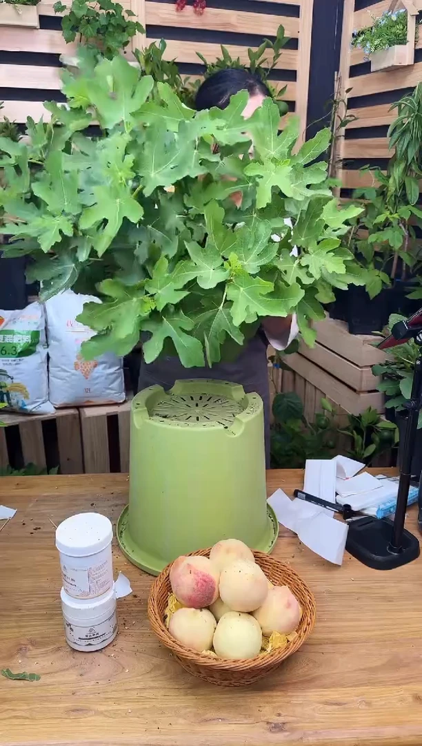 呀*一物一拍 金傲芬 2.8L GSJ011  GSJ012