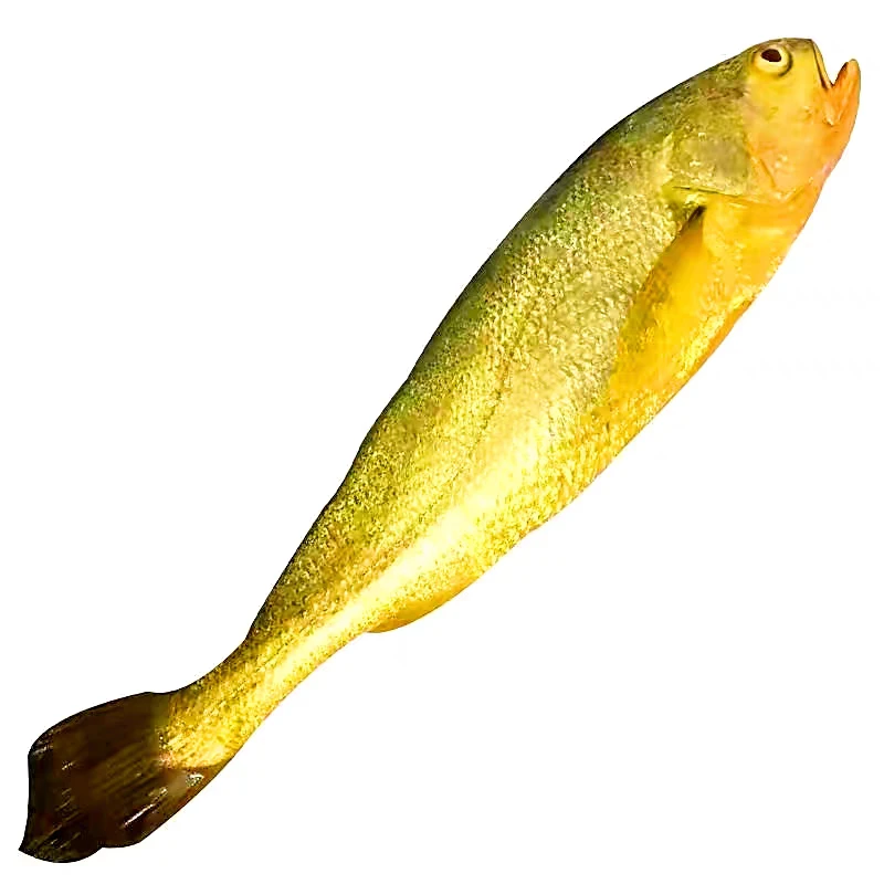 A【现称黄鱼】【鱼鳍过眼】【发生鲜件送货上门】舟山正宗细鳞黄鱼