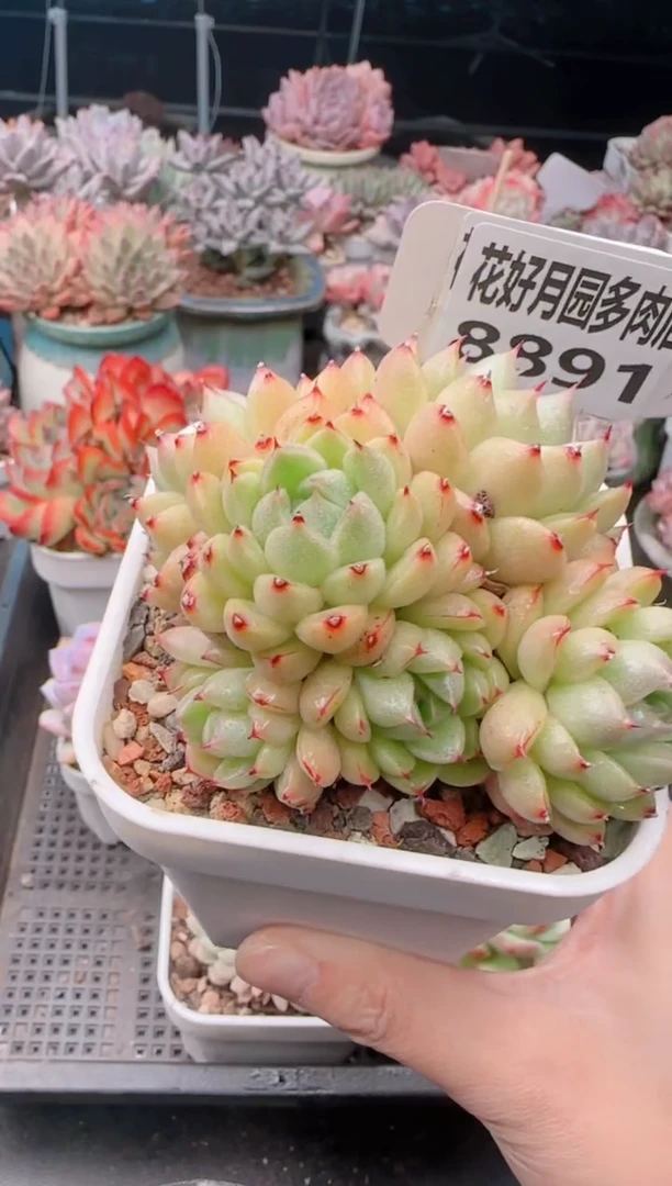 【闪购商品】8891麦秆