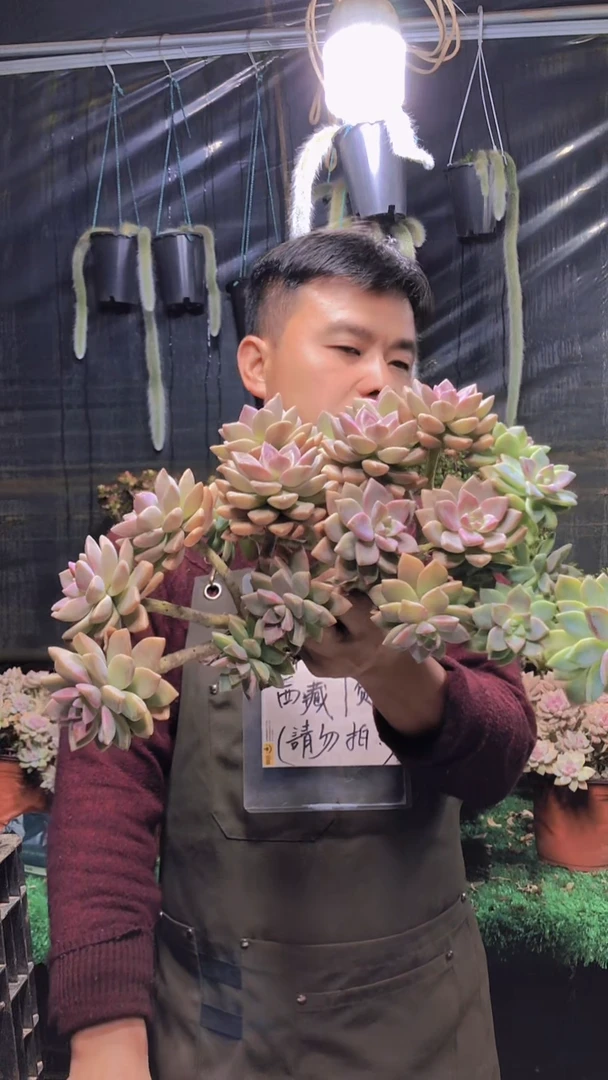 237淡雪缀化一物一拍