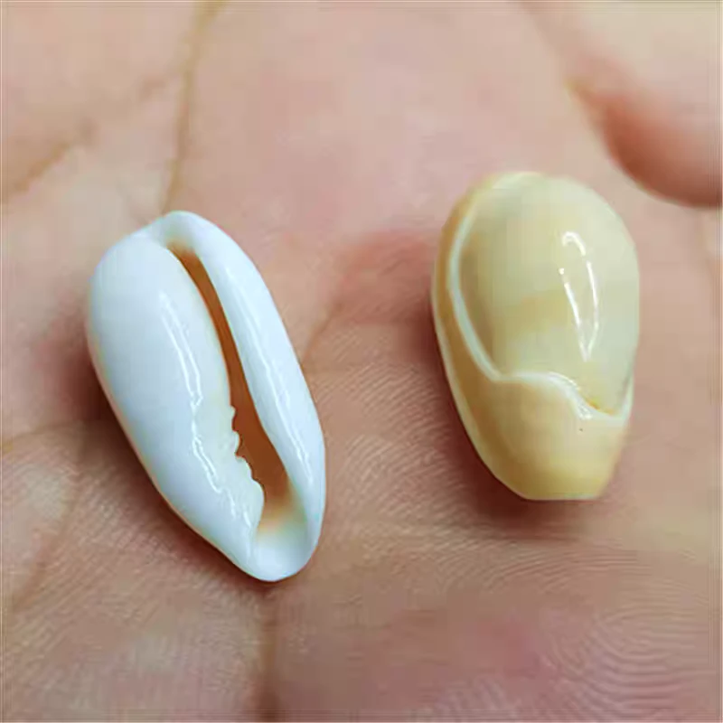 美蓓谷米螺标本收藏鱼缸造景尺寸2厘米左右一个随机发货