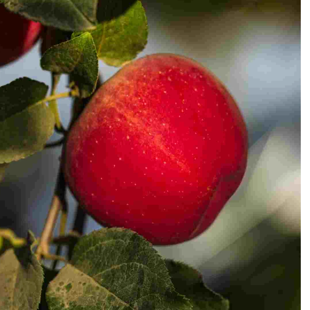 新疆阿克苏红旗坡优质果园晚熟苹果红富士产地水果直发（光果）