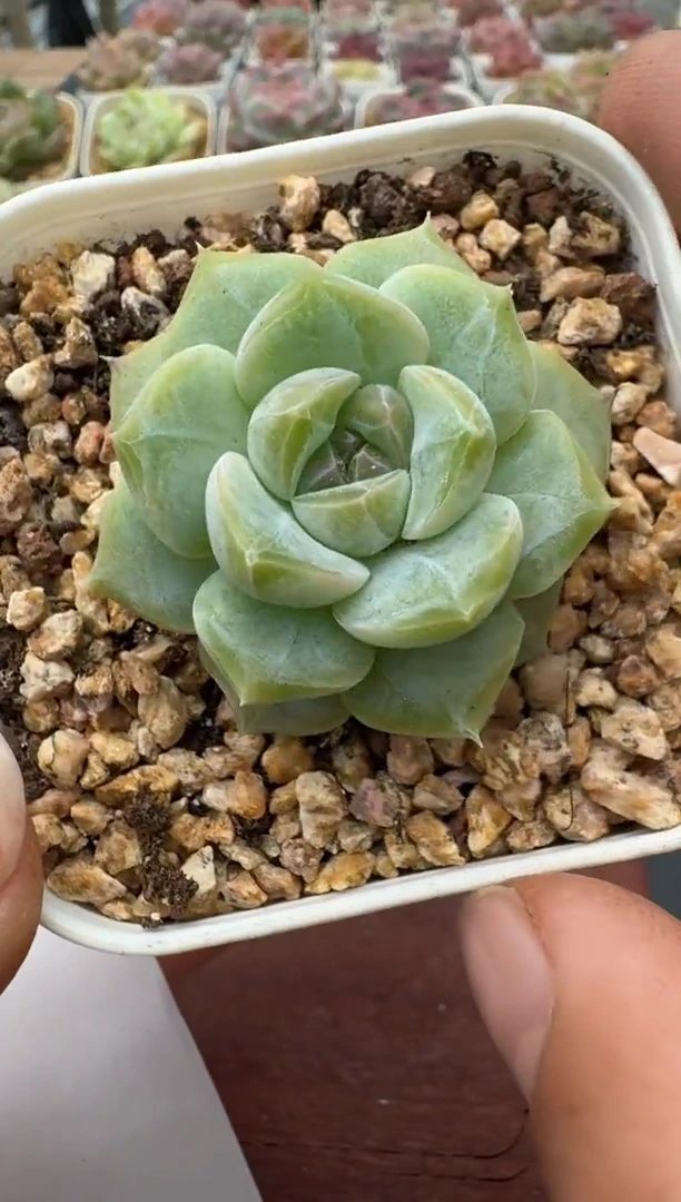 299N带盆土发(6.5cm杯） 当场拍3颗以上包柚 多肉植物 一物一拍