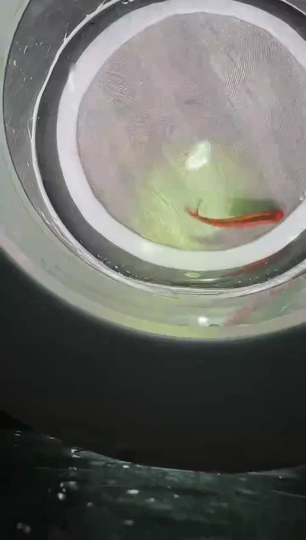 灯科鱼H****?18号白金红月4.5cm左右（不包黑点）1条