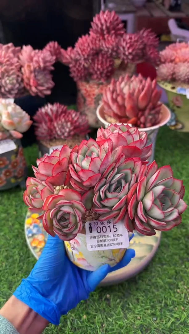 昆明印象多肉0015