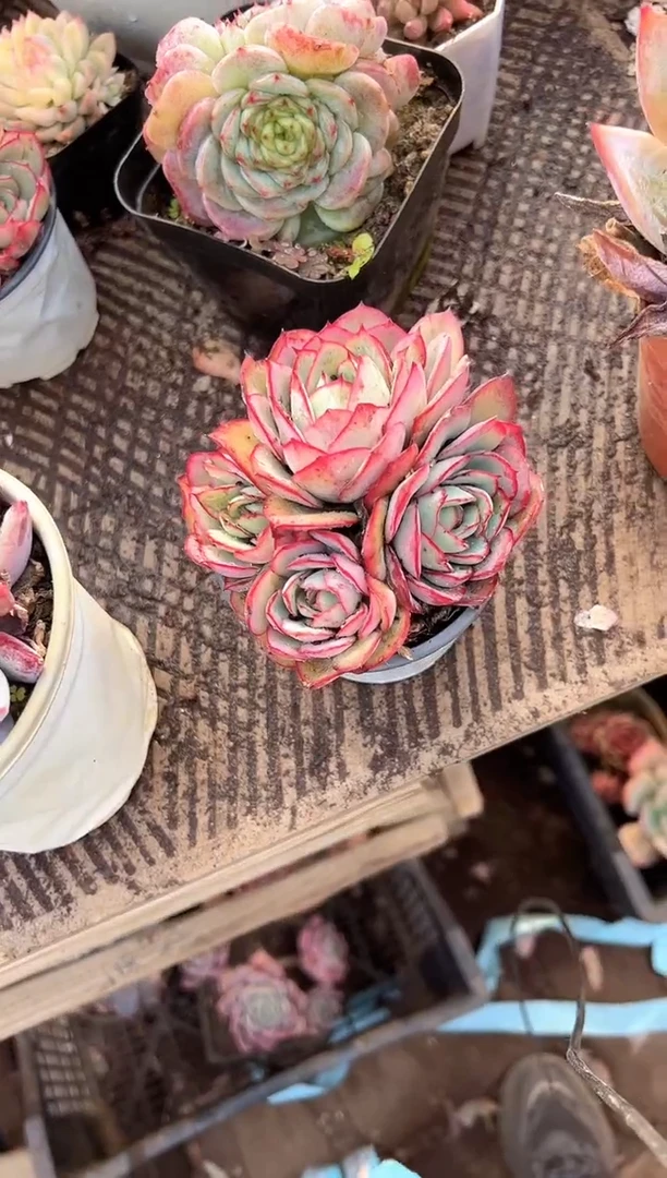 m*多肉植物一物一拍16280