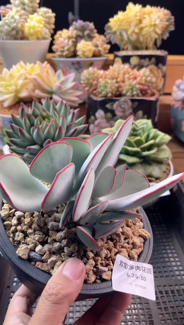 6.25-30白眉111111111