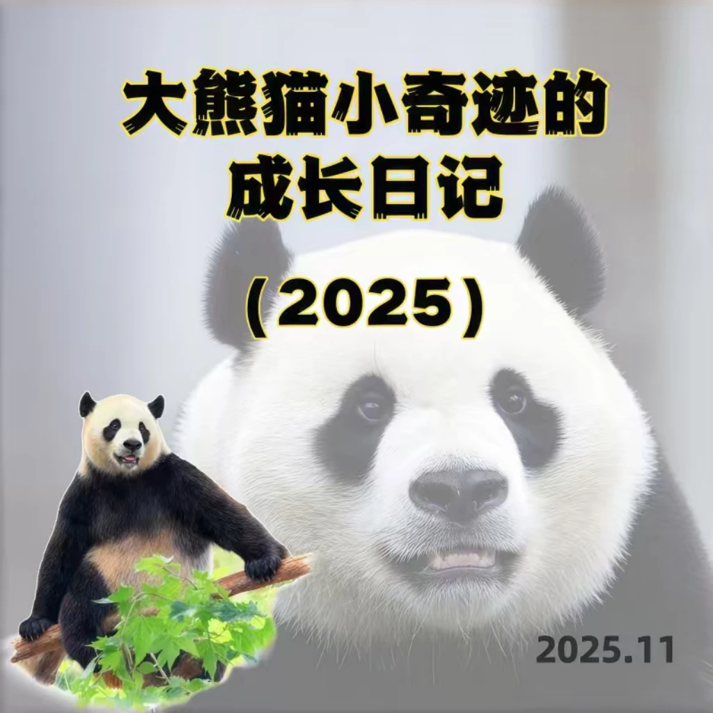 大熊猫小奇迹成长日记限量版