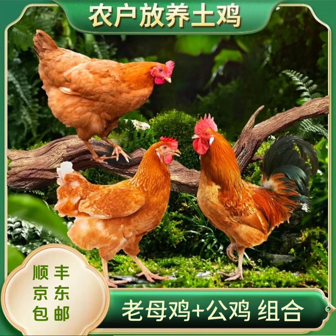 【竹林土鸡】放养3只3年老母鸡+1只土公鸡 共4只净重10-11斤 带内脏