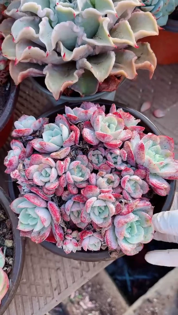 【闪购商品】23230