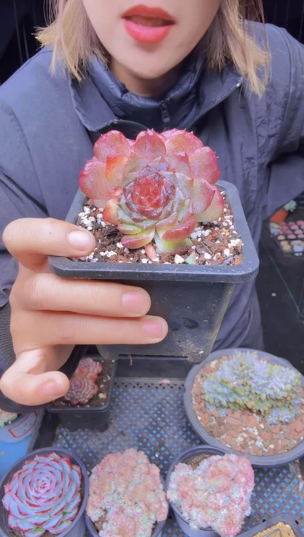 ℳ*香309星影石榴籽双头一物一拍