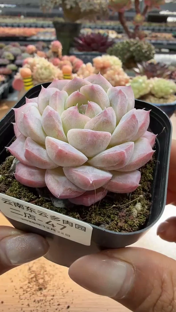 东云多肉园二店-47