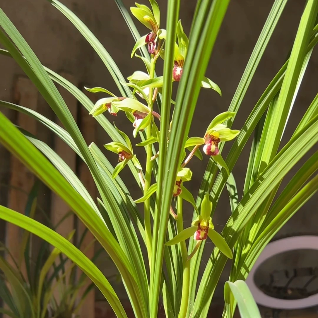 云南本土资源兰草一物一拍