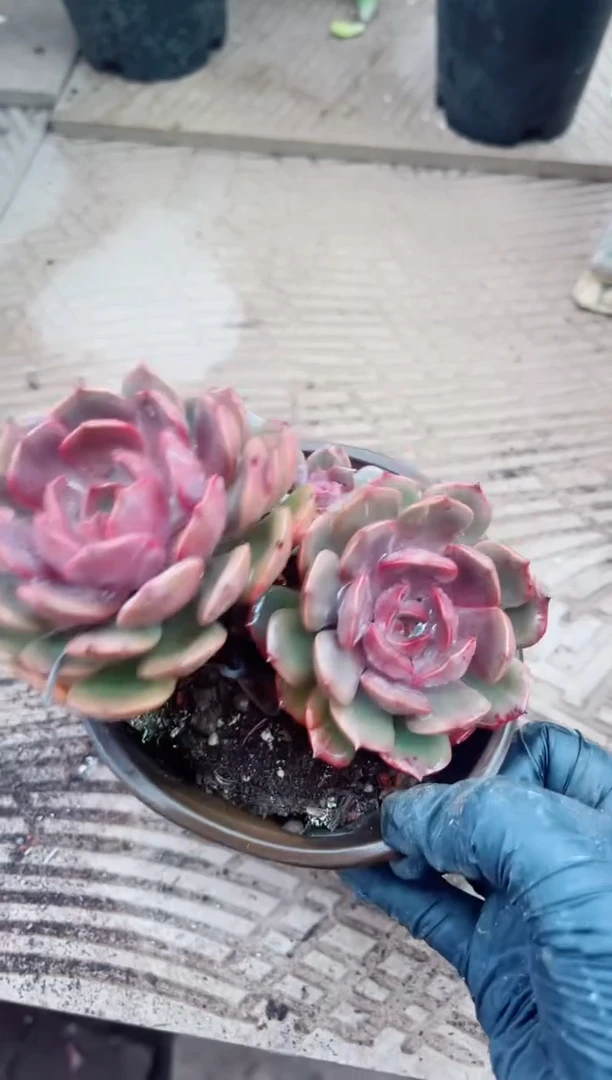 娇*11096多肉植物一物一拍