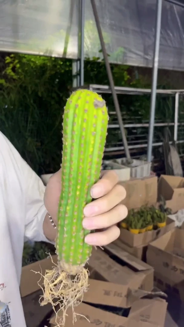 金四 毛花柱【带根】高15-20cm