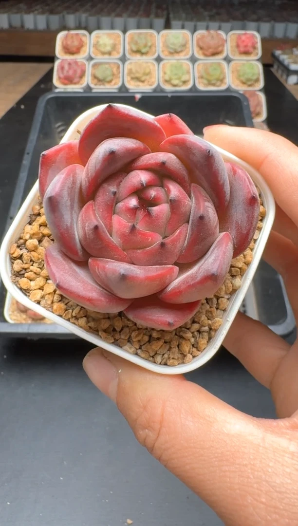 【闪购商品】178C物拍多肉带盆土6.5杯拍3颗包柚