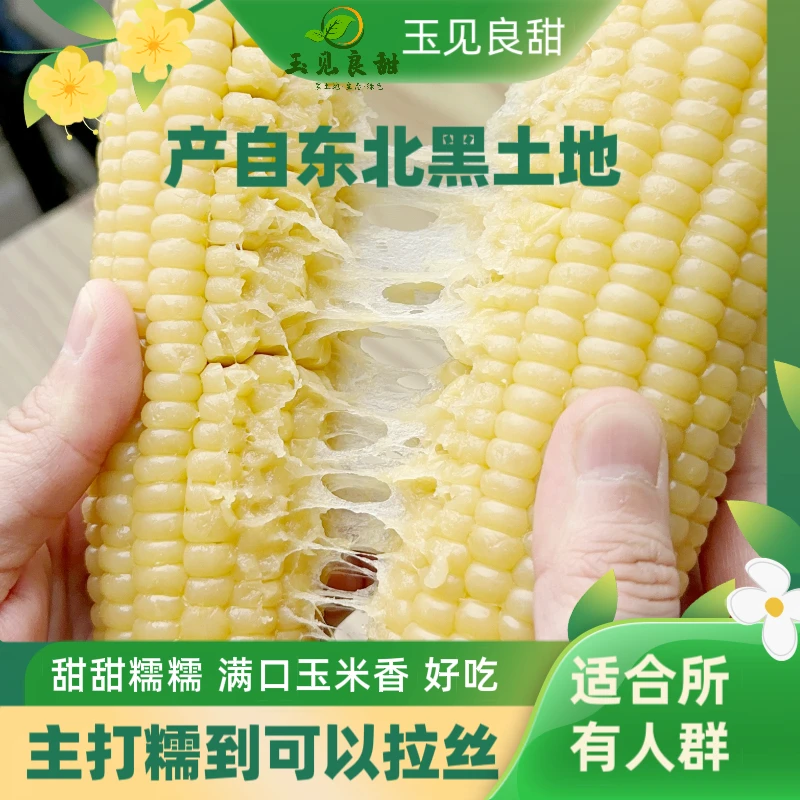 正宗东北白糯玉米铝箔装 10根6-7斤/箱软糯香甜含3根试吃 Y