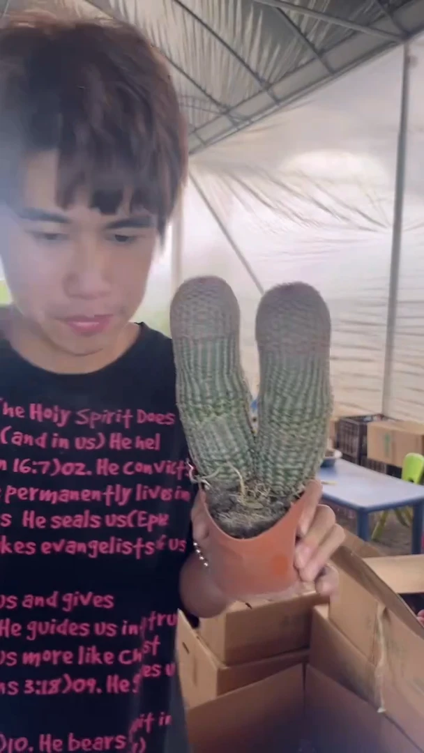 双头 红太阳【带根】